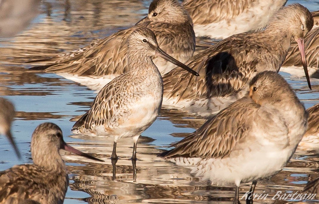 Asian Dowitcher - ML273640551