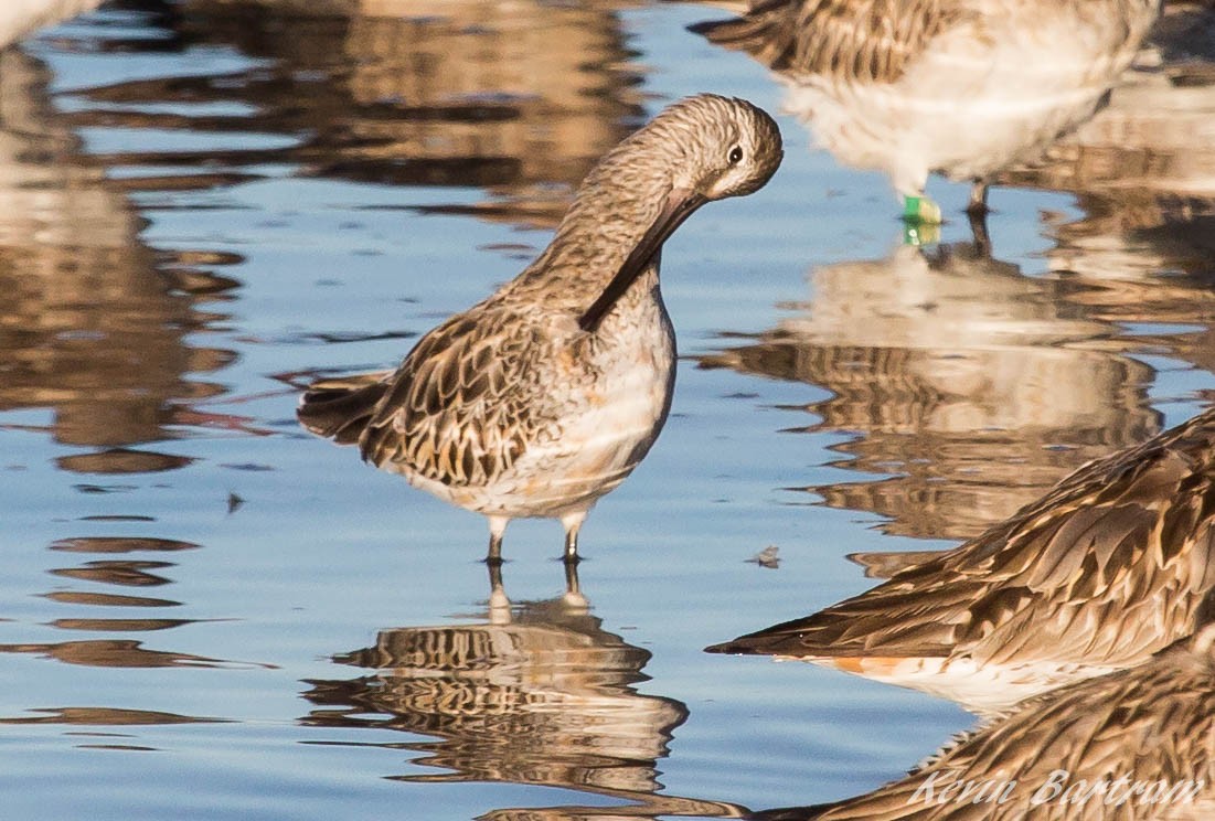 Asian Dowitcher - ML273640591