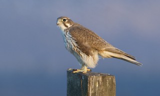  - Prairie Falcon