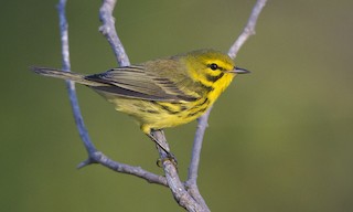  - Prairie Warbler