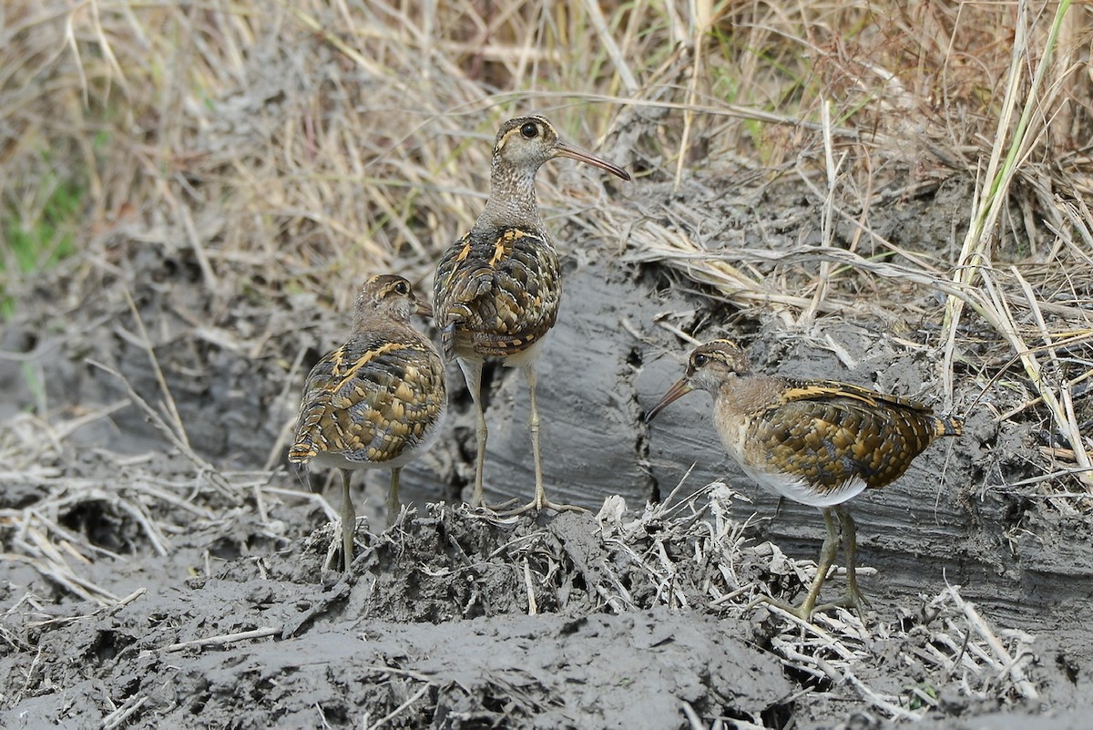 Greater Painted-Snipe - Harn Sheng Khor