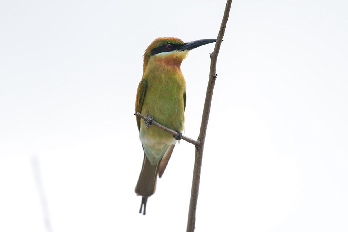 Blue-tailed Bee-eater - ML273645181