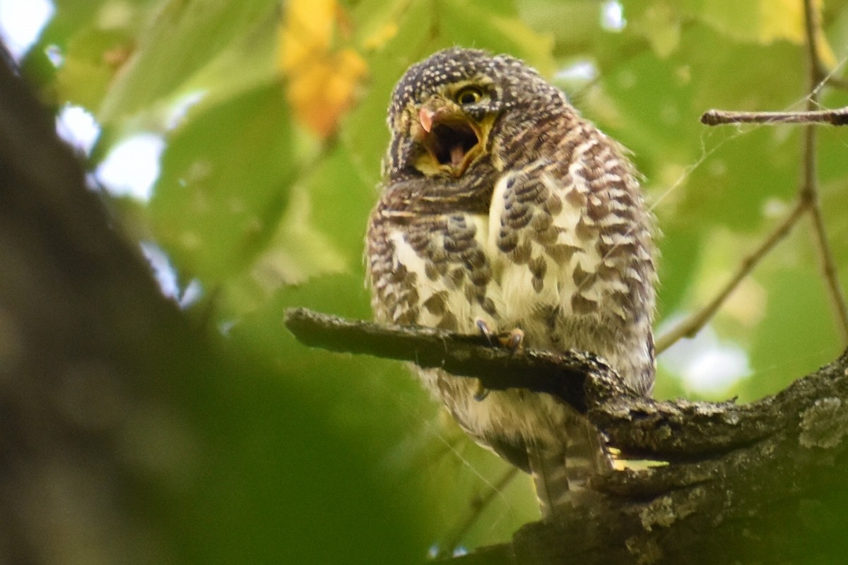 Collared Owlet - ML273645311