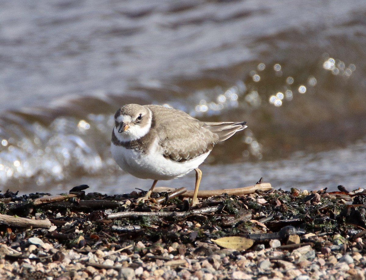 Semipalmated Plover - ML273654721