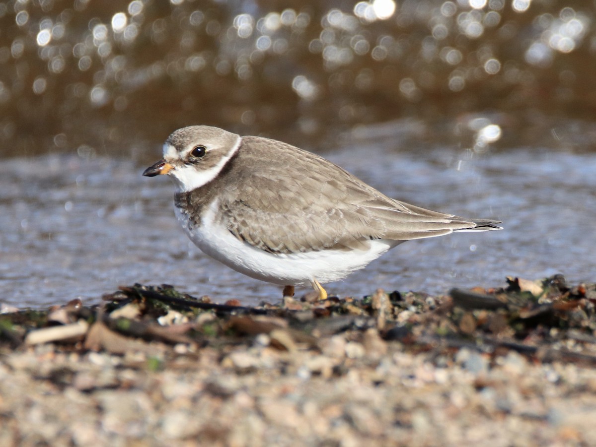 Semipalmated Plover - ML273654731