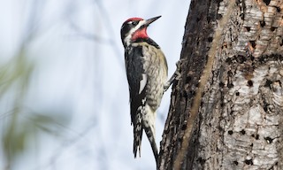  - Red-naped Sapsucker