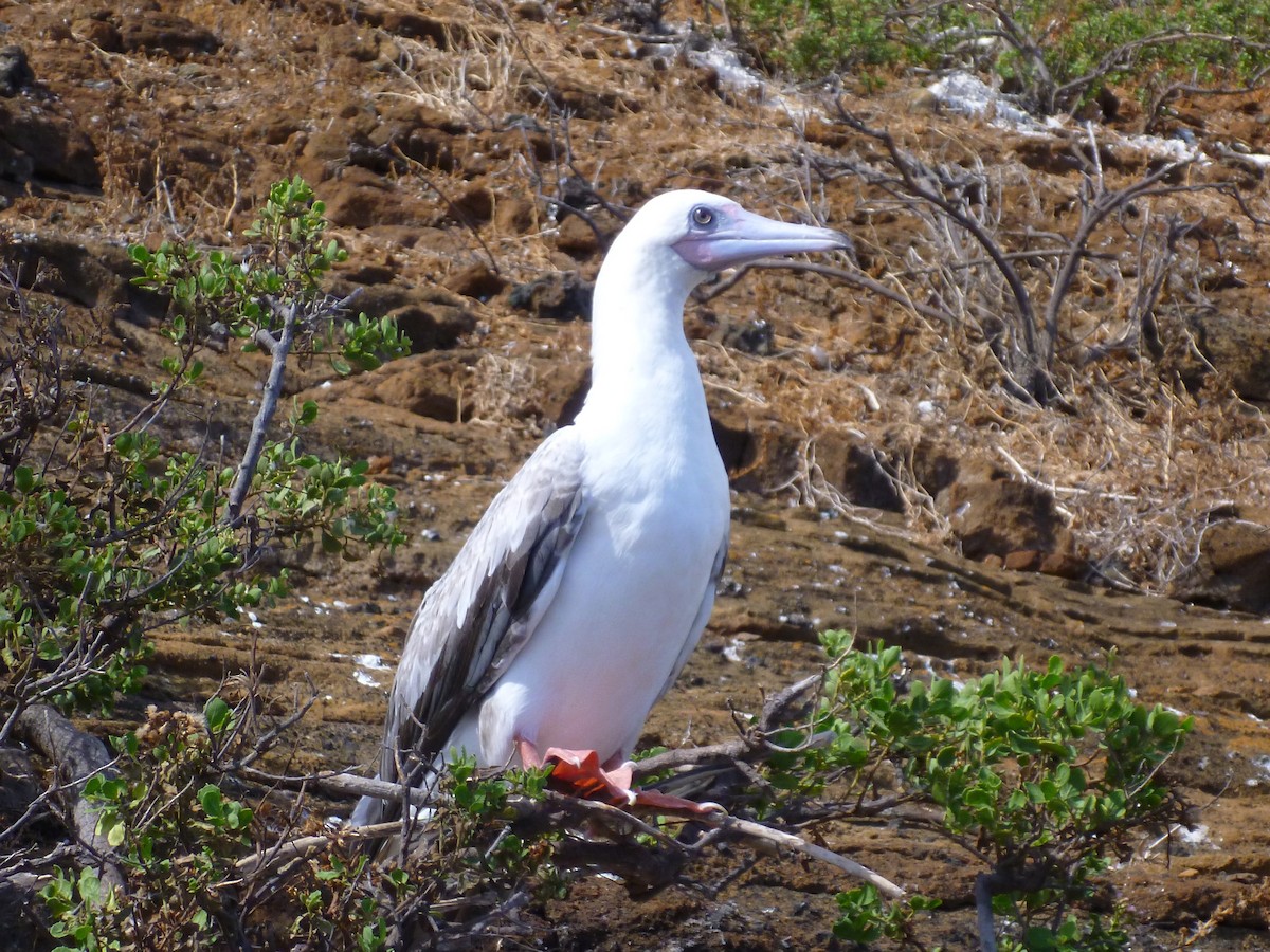 Red-footed Booby - ML273655741