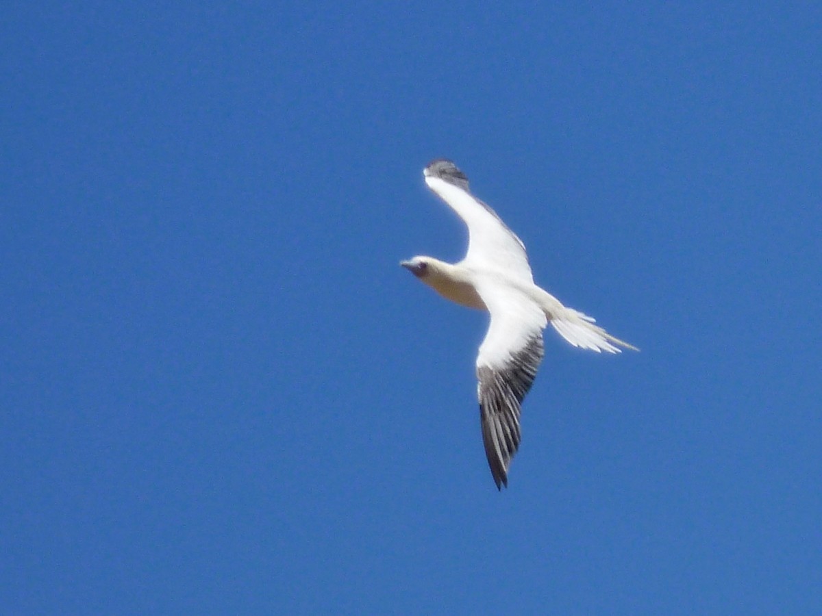 Red-footed Booby - ML273655801