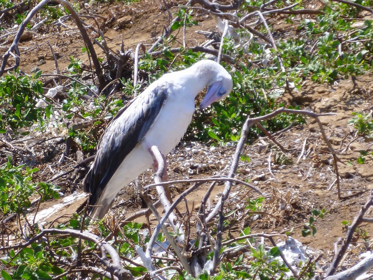Red-footed Booby - ML273655811