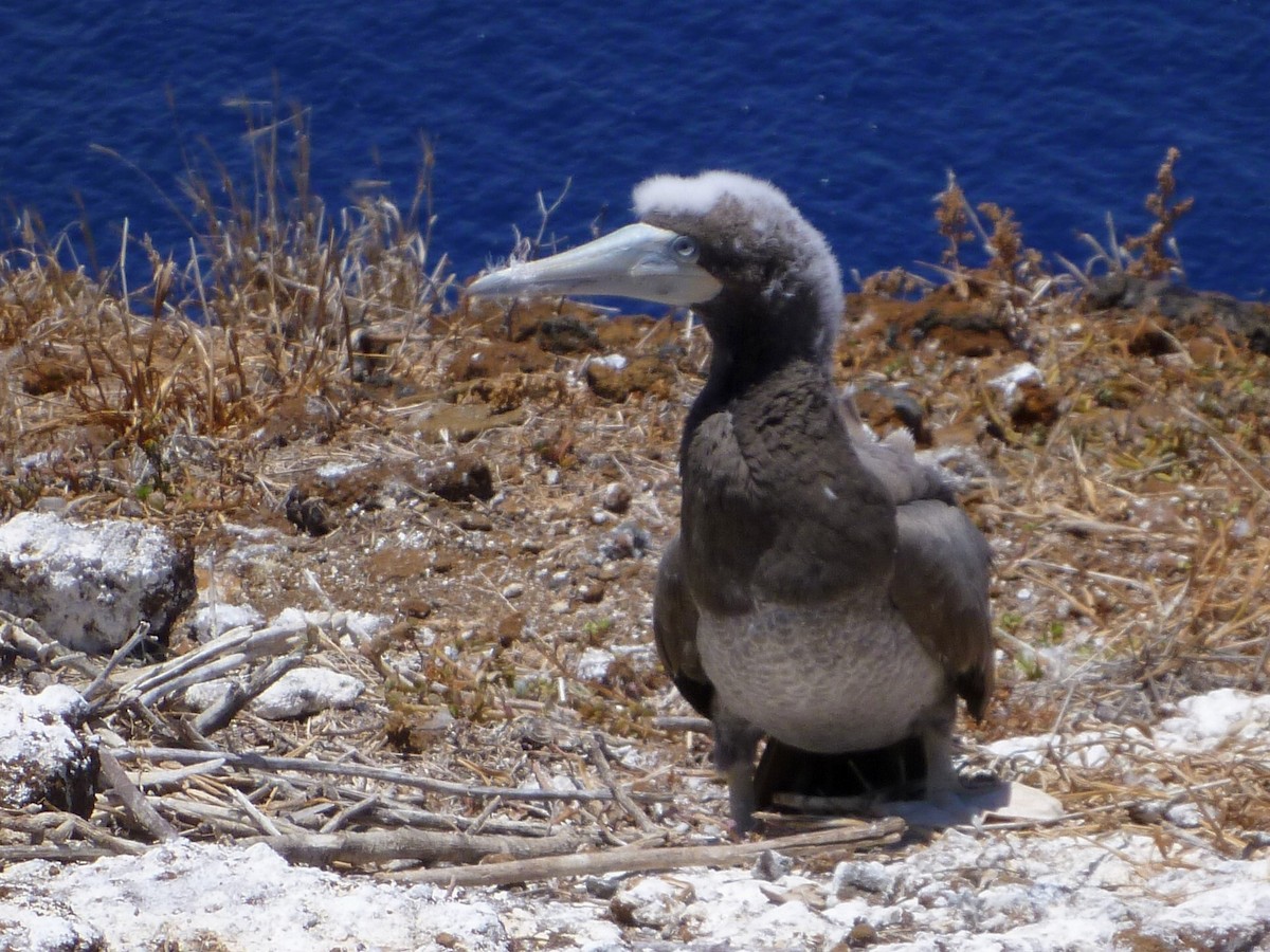 Brown Booby - ML273655851