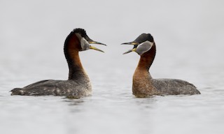  - Red-necked Grebe