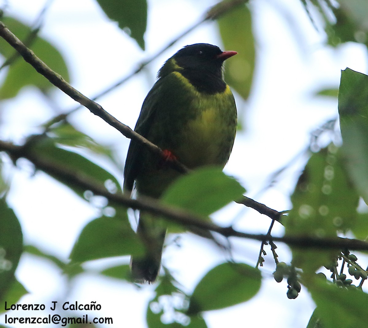 Green-and-black Fruiteater - ML273660381