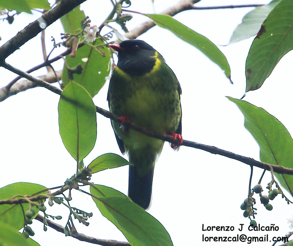 Green-and-black Fruiteater - ML273660491