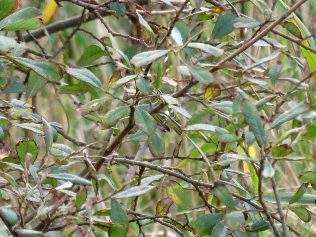 Pallas's Leaf Warbler - ML273660891