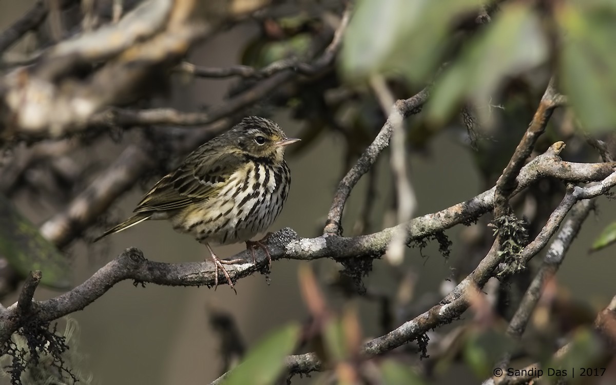 Olive-backed Pipit - ML273662391