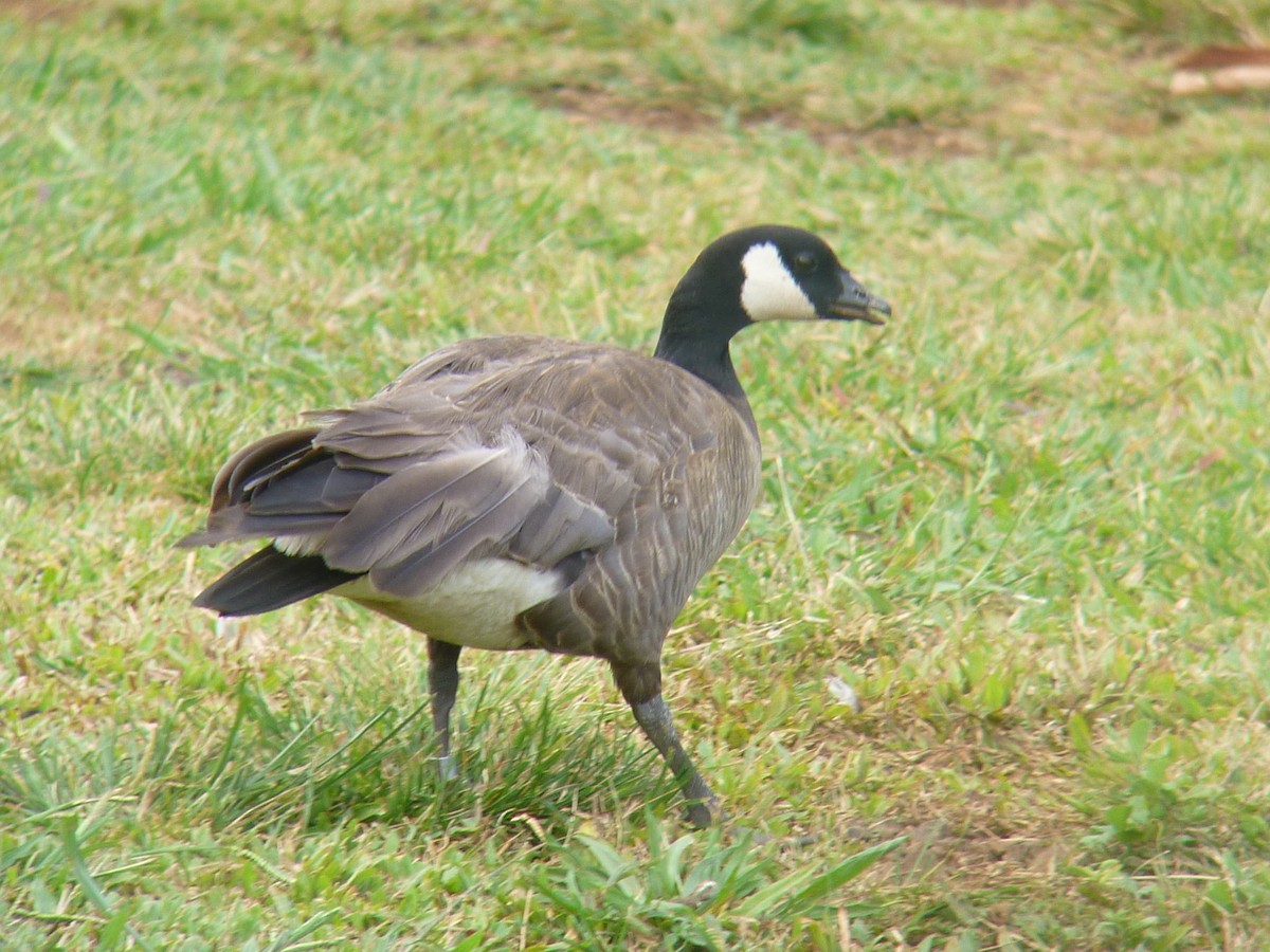 Cackling Goose (minima) - ML273663841