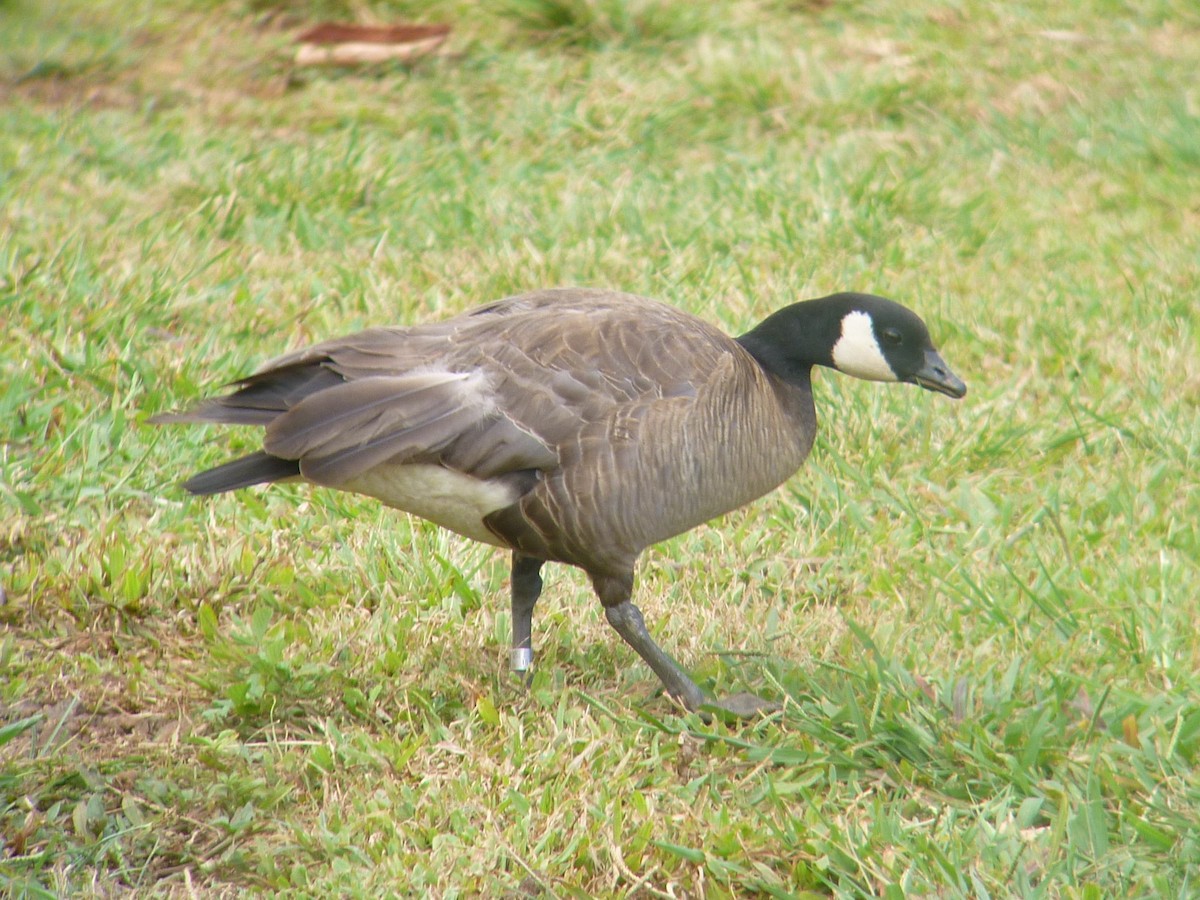 Cackling Goose (minima) - ML273663851
