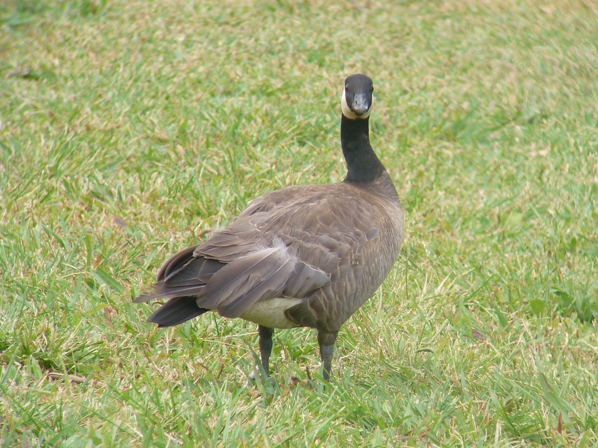 Cackling Goose (minima) - ML273663871