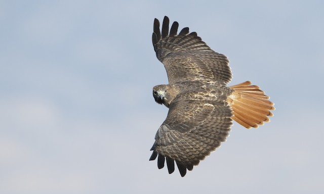  - Red-tailed Hawk (calurus/alascensis) - 