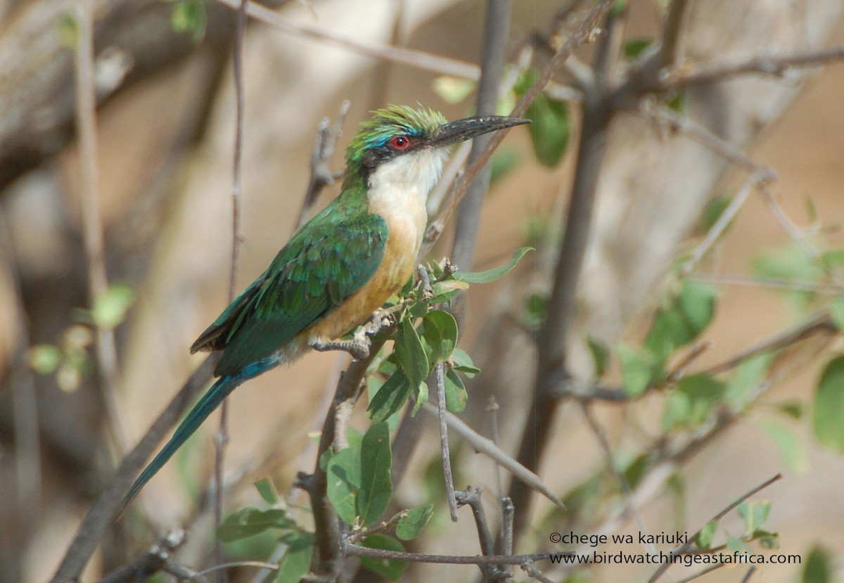 Somali Bee-eater - ML273665691