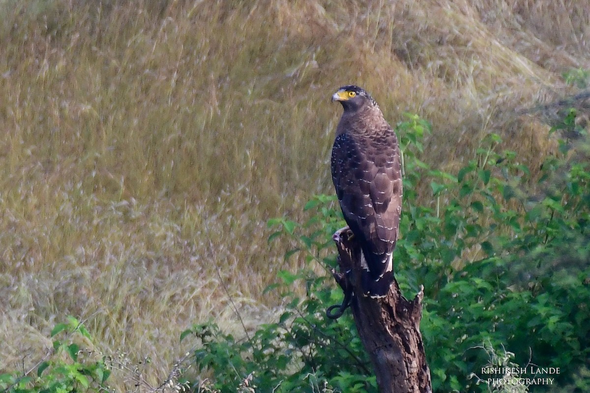 Crested Serpent-Eagle - Rishikesh  Lande