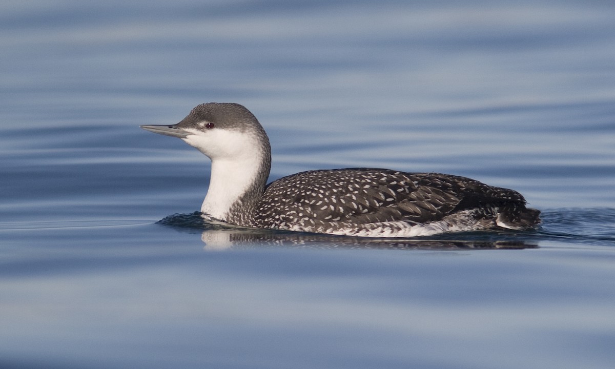 Red-throated Loon - Brian Sullivan