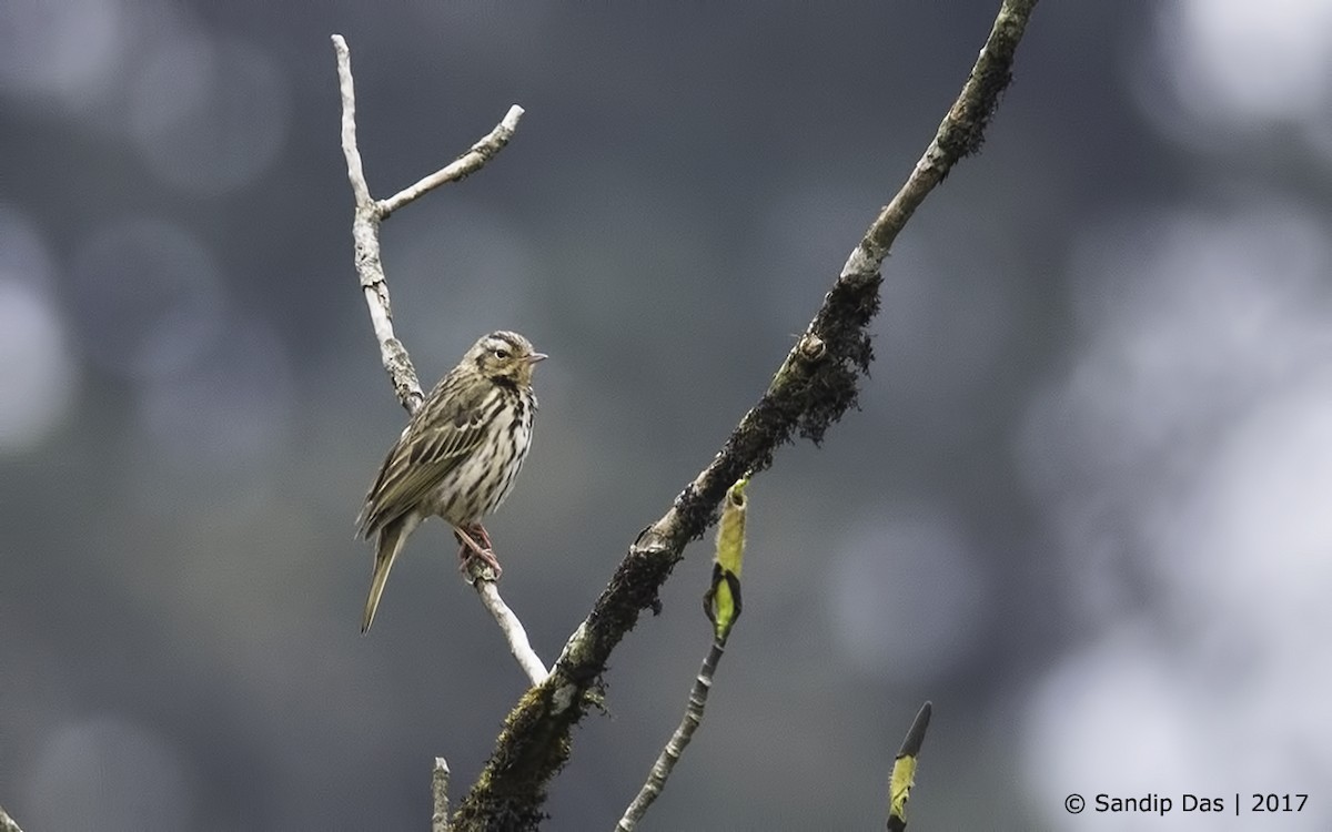 Olive-backed Pipit - ML273666971