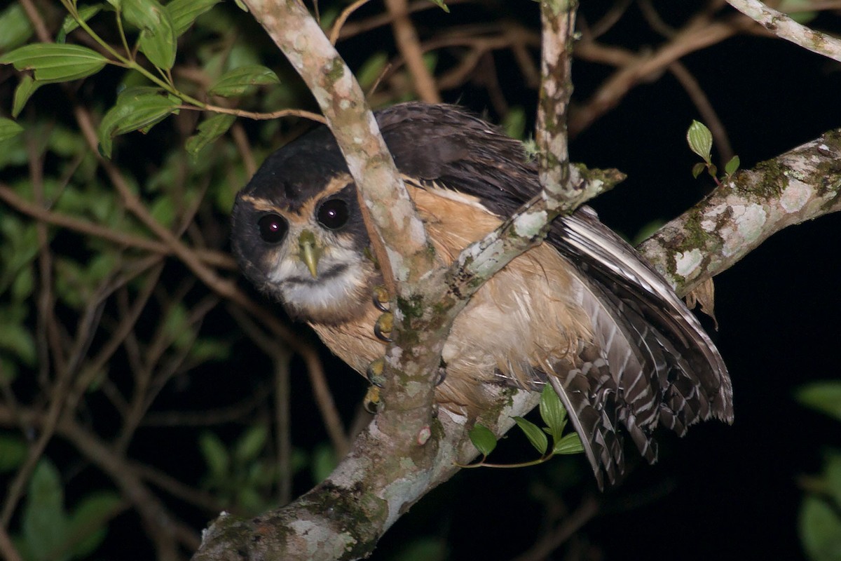 Tawny-browed Owl - Arthur Grosset