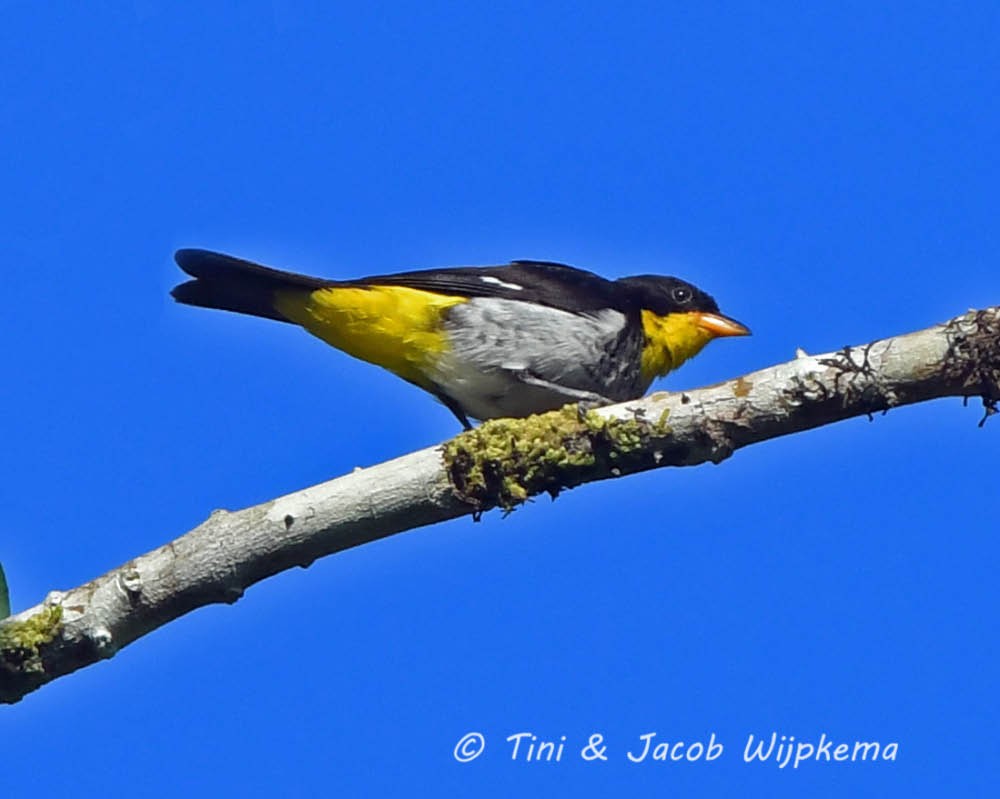 Yellow-backed Tanager - ML273671861