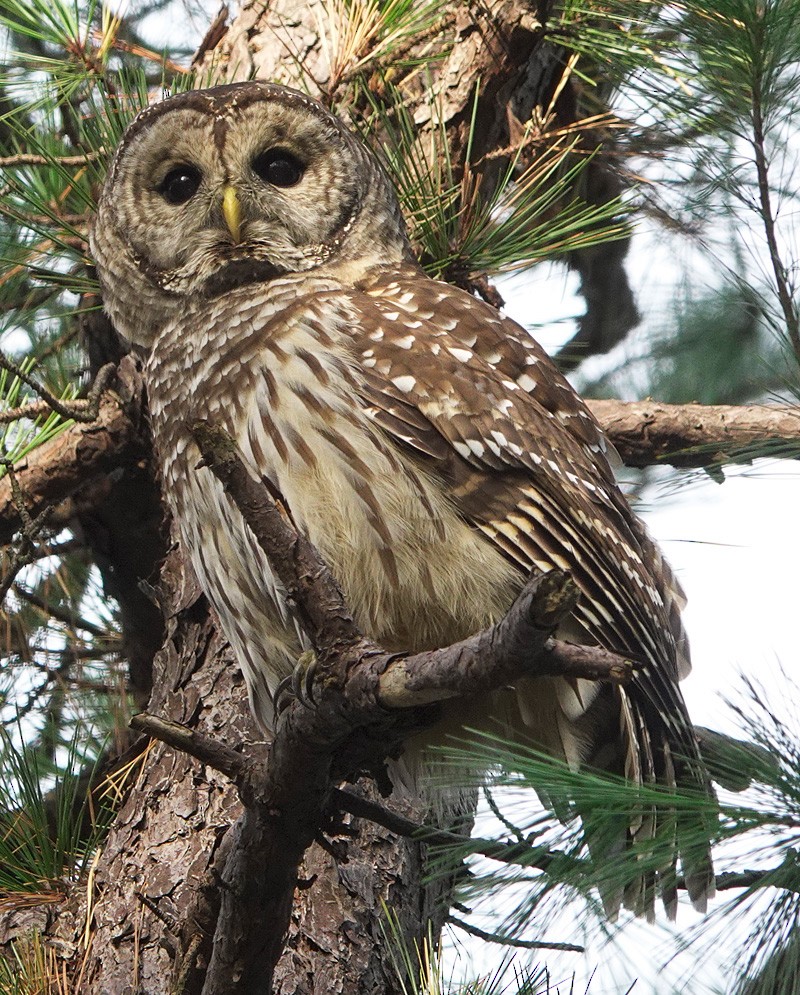 Barred Owl - Norman Levey