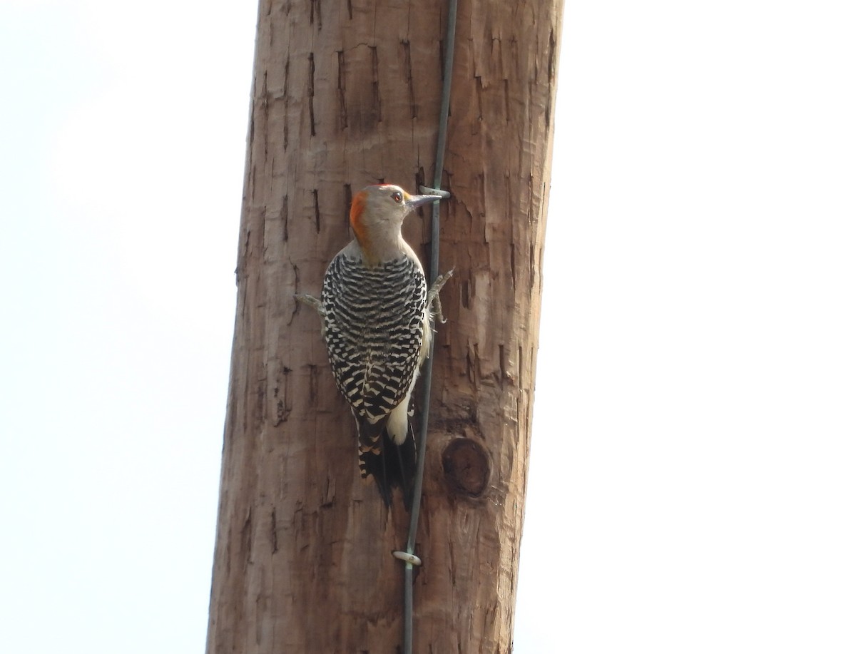 Golden-fronted Woodpecker - Chris Davis