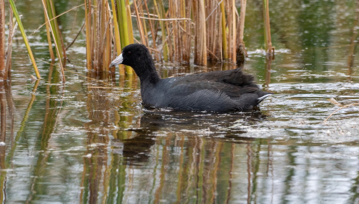 American Coot - Forest Botial-Jarvis