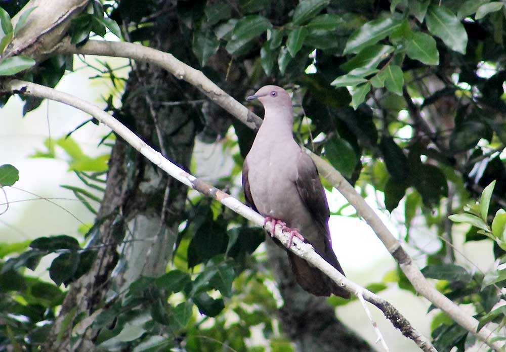 Plumbeous Pigeon - Nelson Lage