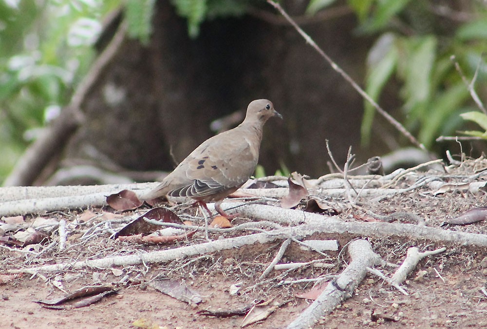 Eared Dove - Nelson Lage