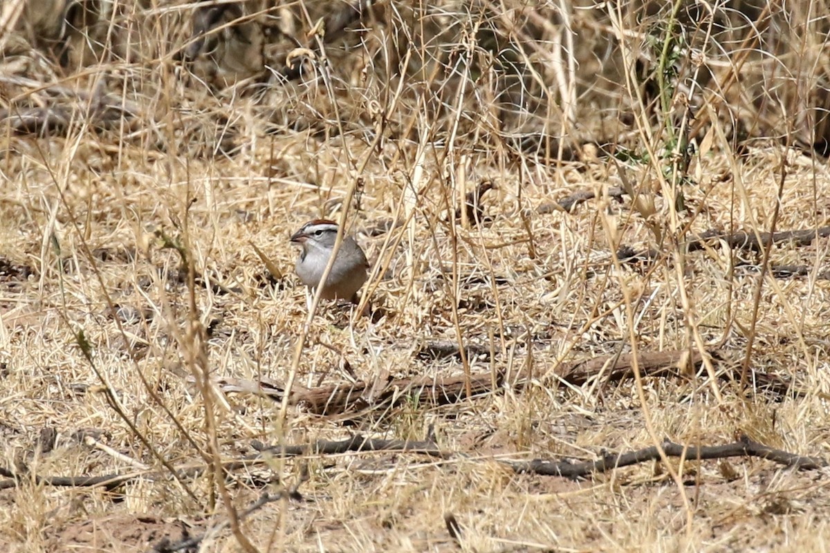 Chipping Sparrow - ML27368301