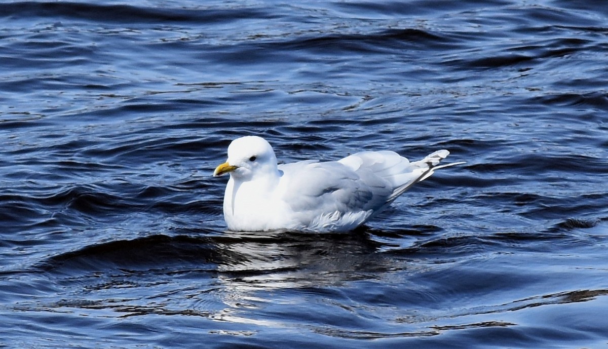 Iceland Gull (kumlieni/glaucoides) - Yves Darveau