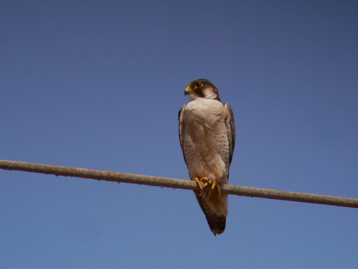Peregrine Falcon (Barbary) - Ellen Askum
