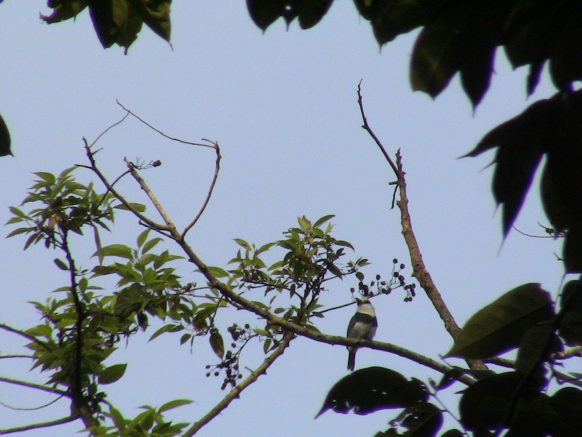 White-necked Puffbird - ML273696121