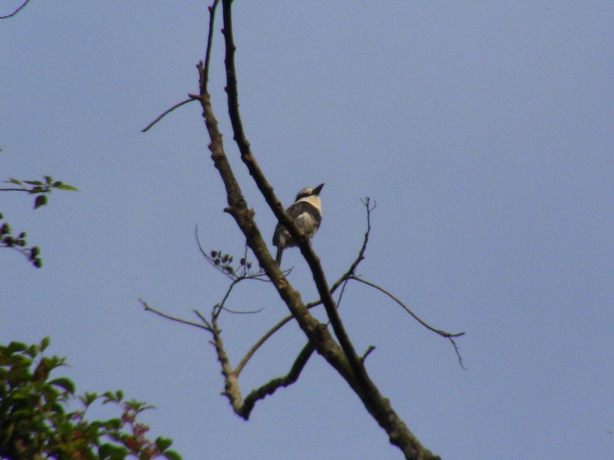 White-necked Puffbird - ML273696131