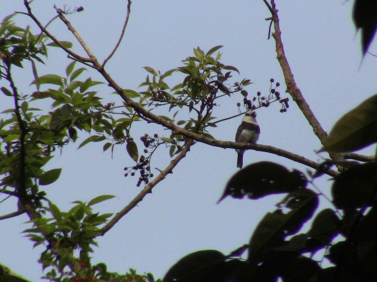 White-necked Puffbird - ML273696161