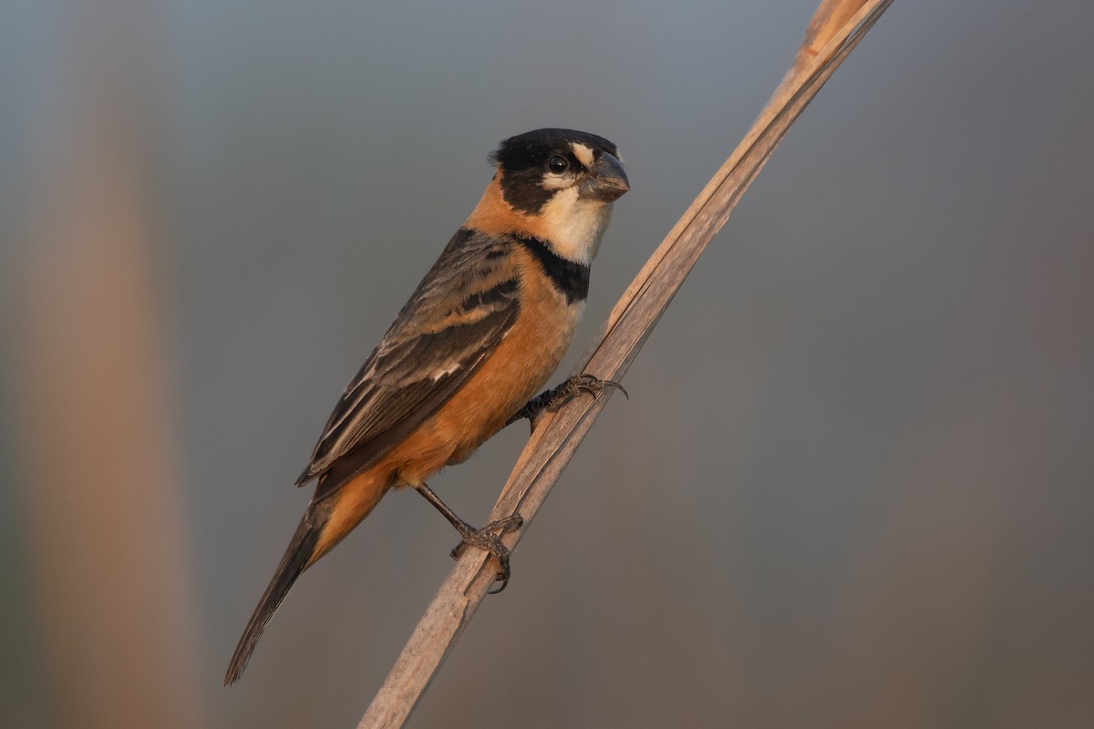 Rusty-collared Seedeater - ML273697001