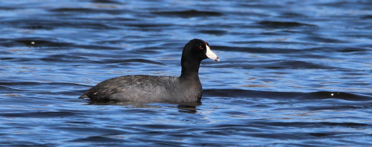 American Coot (Red-shielded) - Johanne Marcotte