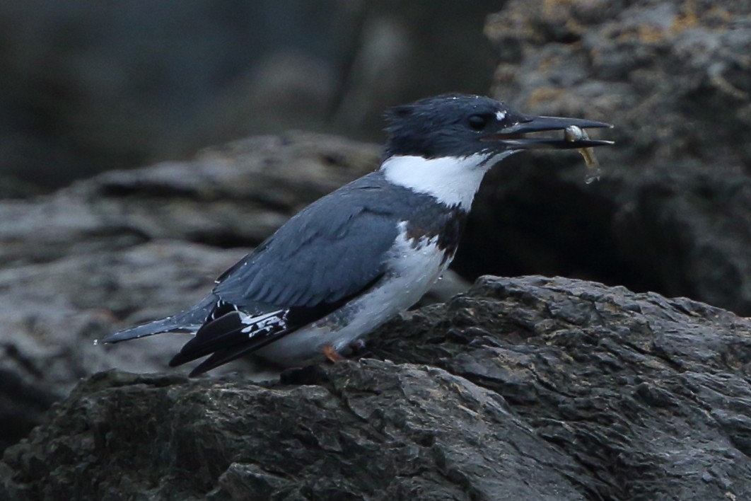 Belted Kingfisher - ML273698051