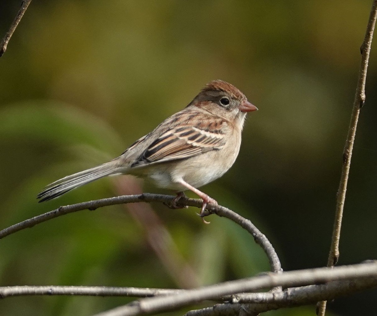 Field Sparrow - ML273701611