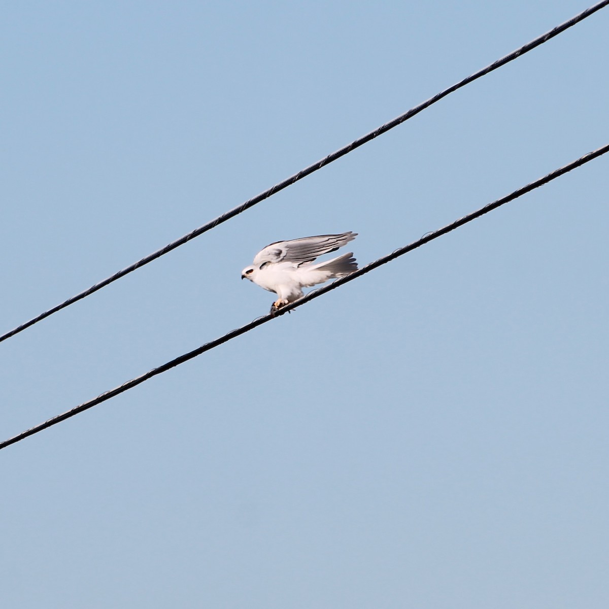 White-tailed Kite - ML27370391