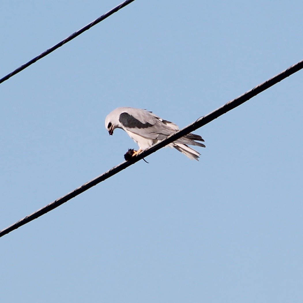 White-tailed Kite - Charlotte Morris