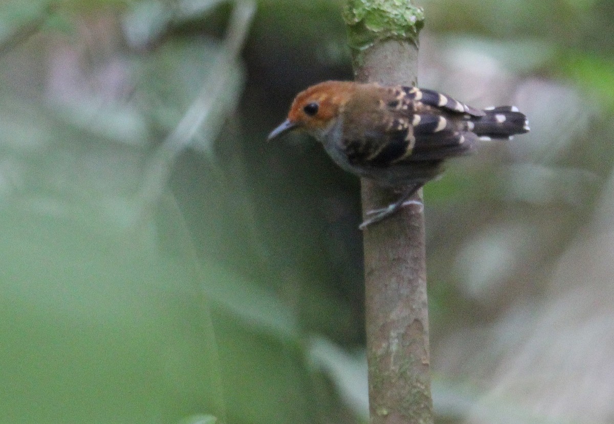 Common Scale-backed Antbird - Alexander Lees