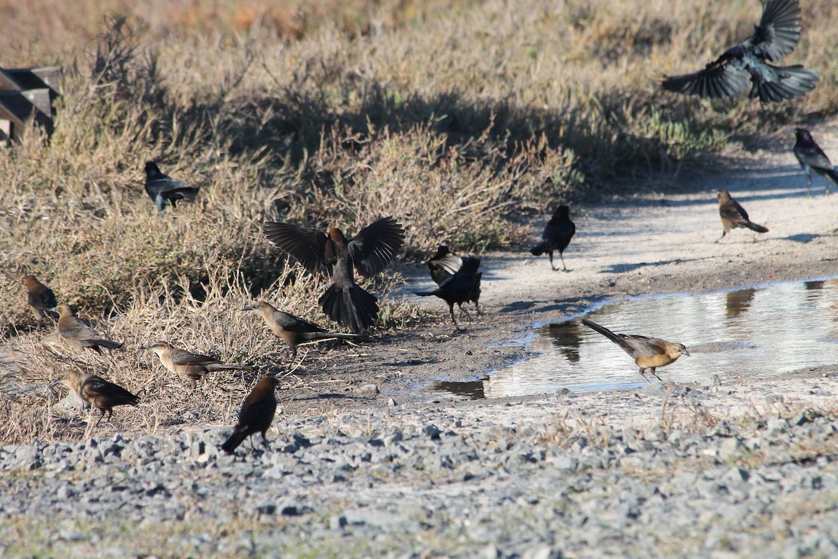 Great-tailed Grackle - ML27371781