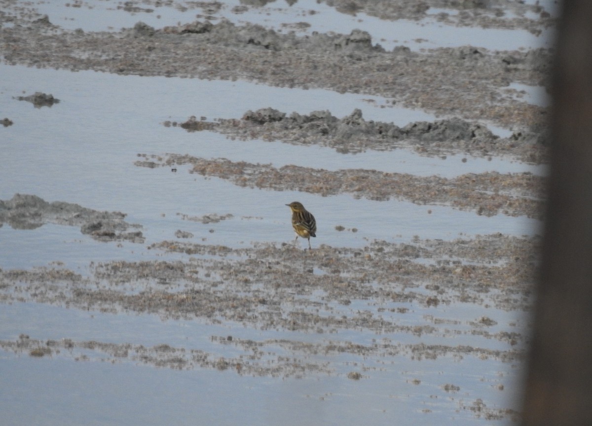 Meadow Pipit - ML273723111