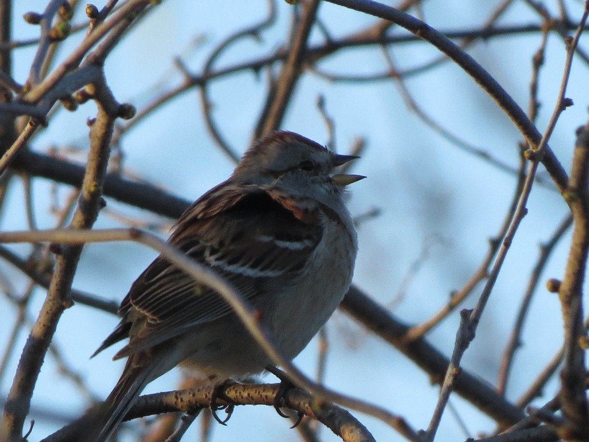 American Tree Sparrow - Tristan Lowery